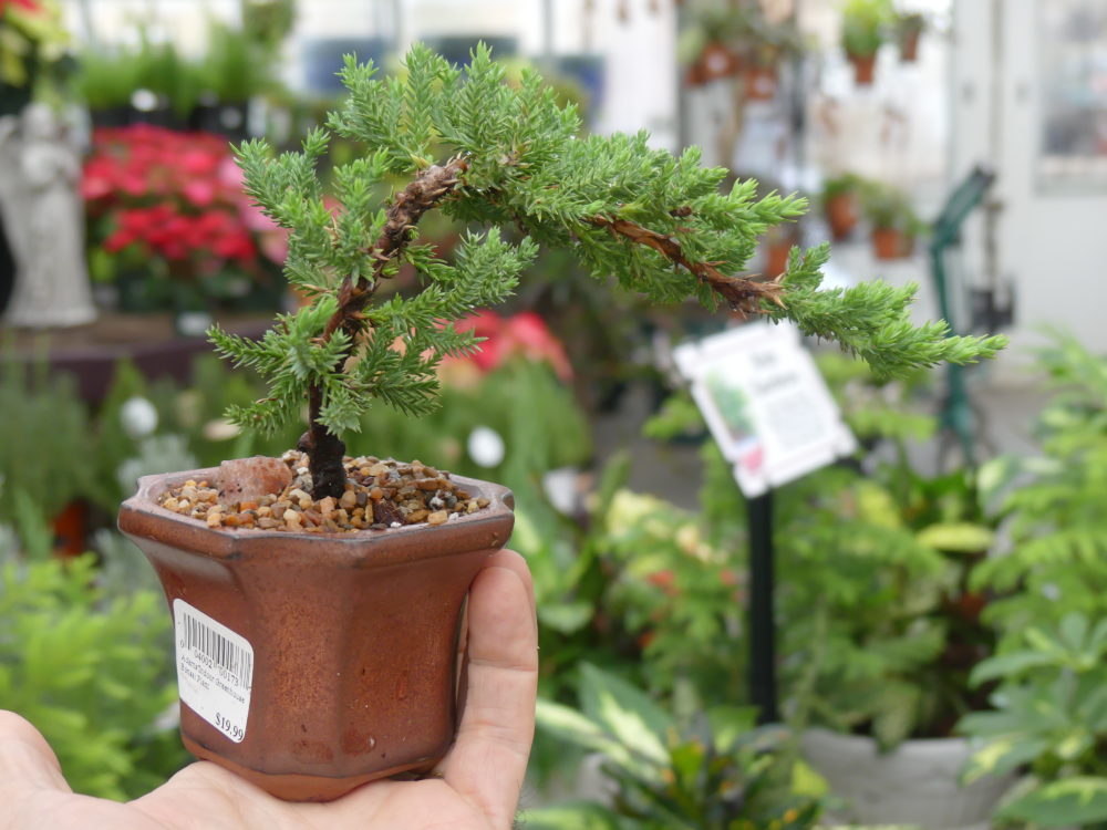 Another red cedar but in a different size pot and with a differing conformation. Again, a good bonsai to start with and maybe learn with, but for $19 you should have limited expectations. ANDREW MESSINGER