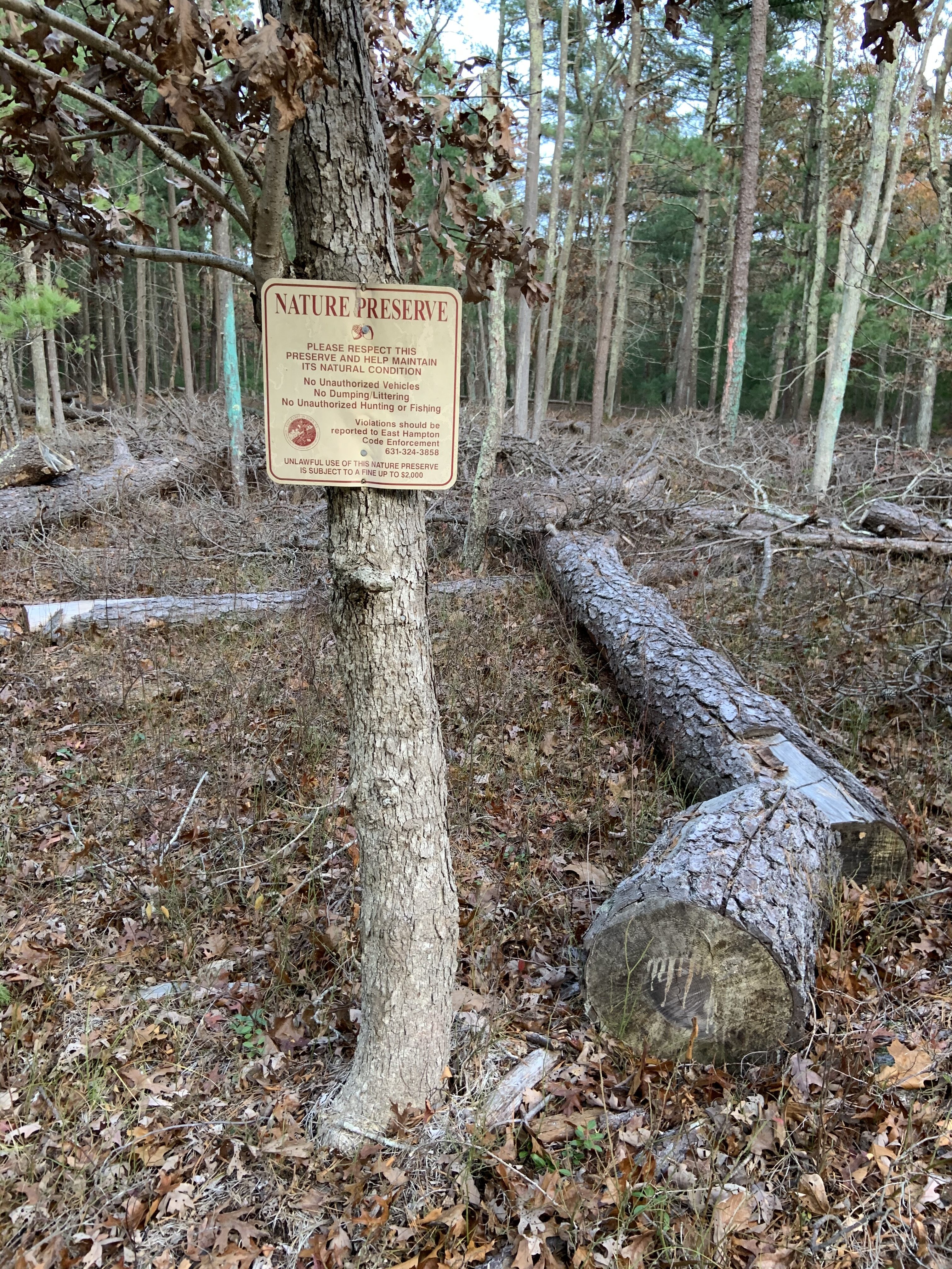 Trees that were cut down two years ago because they had been infested with southern pine beetles remain at 185 Swamp Road in Northwest Woods, East Hampton, prompting the owner to file suit claiming her property has been devalued. 