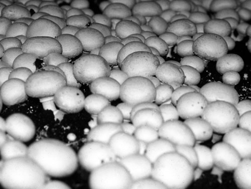 White mushrooms are grown indoors.