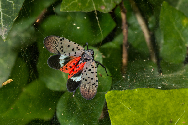 SLF-spotted lanternfly (Lycorma delicatula) adult winged, in Pennsylvania, on July 20, 2018. USDA-ARS Photo by Stephen Ausmus.