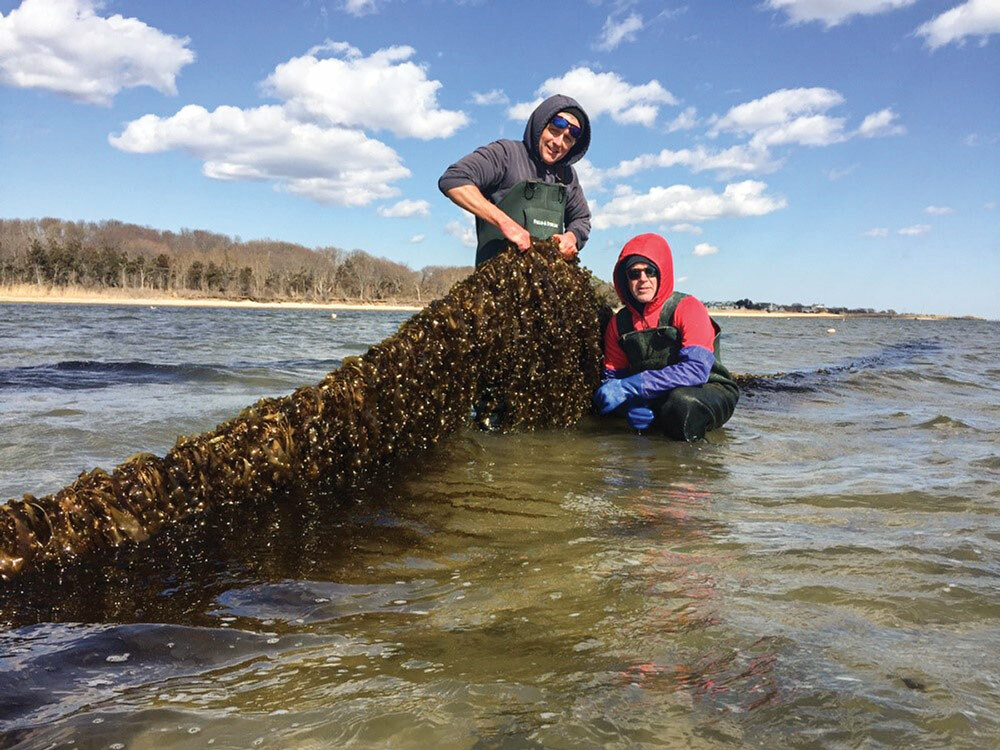 Stony Brook University scientist, Mike Doall, and oyster farmer, Paul McCormick, with kelp grown on the Great Gunn oyster farm this spring. 