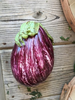 Eggplant hannah selinger