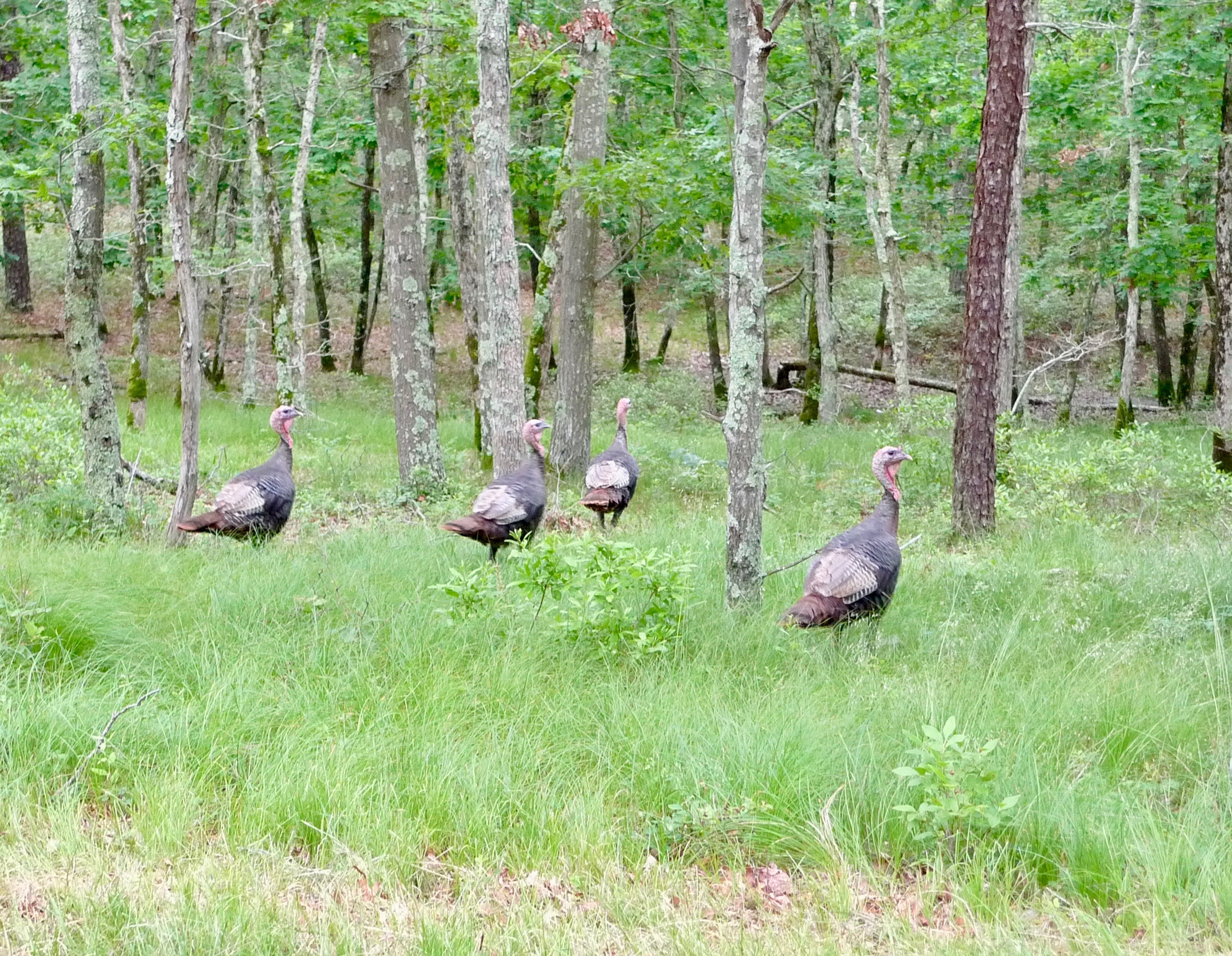 Turkeys found roaming on Wainscott Harbor Road. 