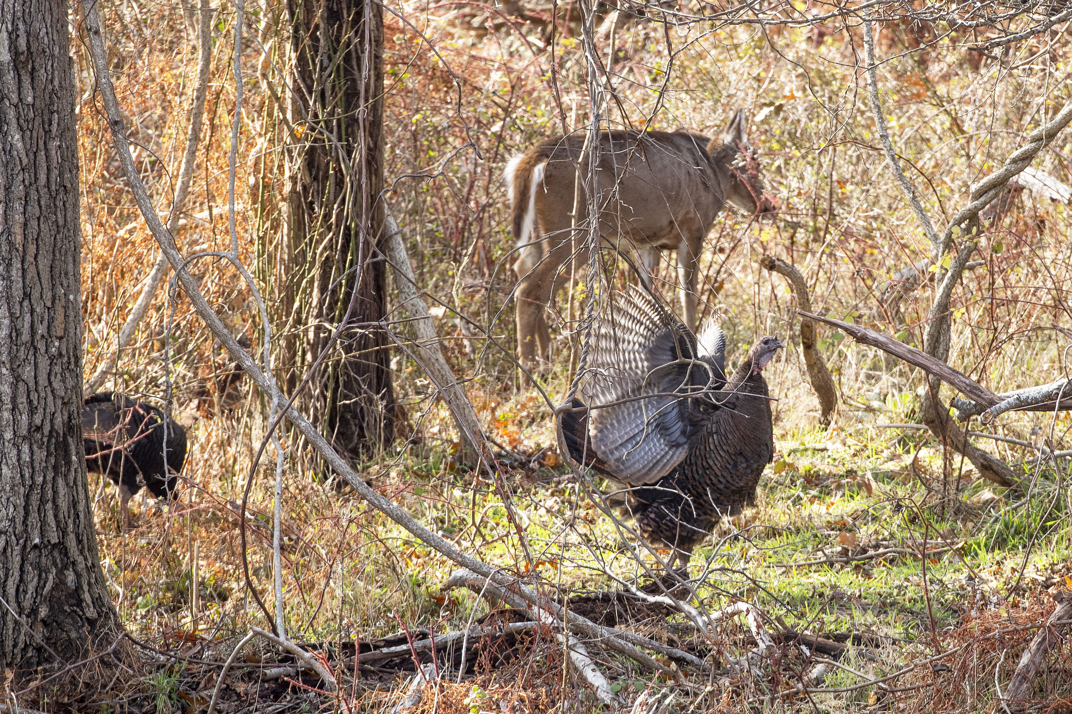 Wild turkeys feed alongside a deer at the Morton Wildlife Refuge on Monday MICHAEL HELLER