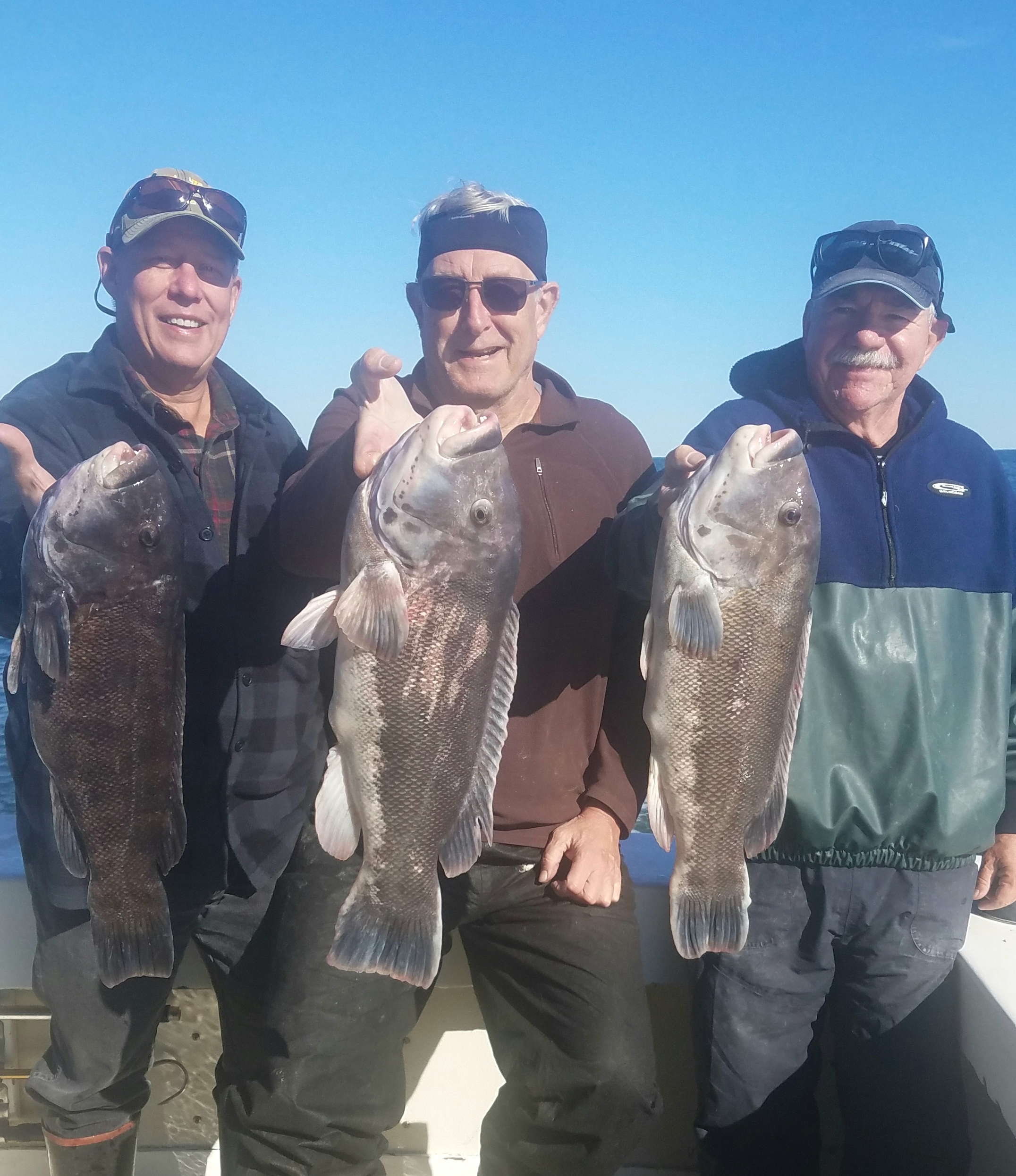 Tim Dinger, Read McFeely and Joe Jasinsky with a brace of big blackfish caught recently aboard the Blue Fin IV charter boat out of Montauk. 