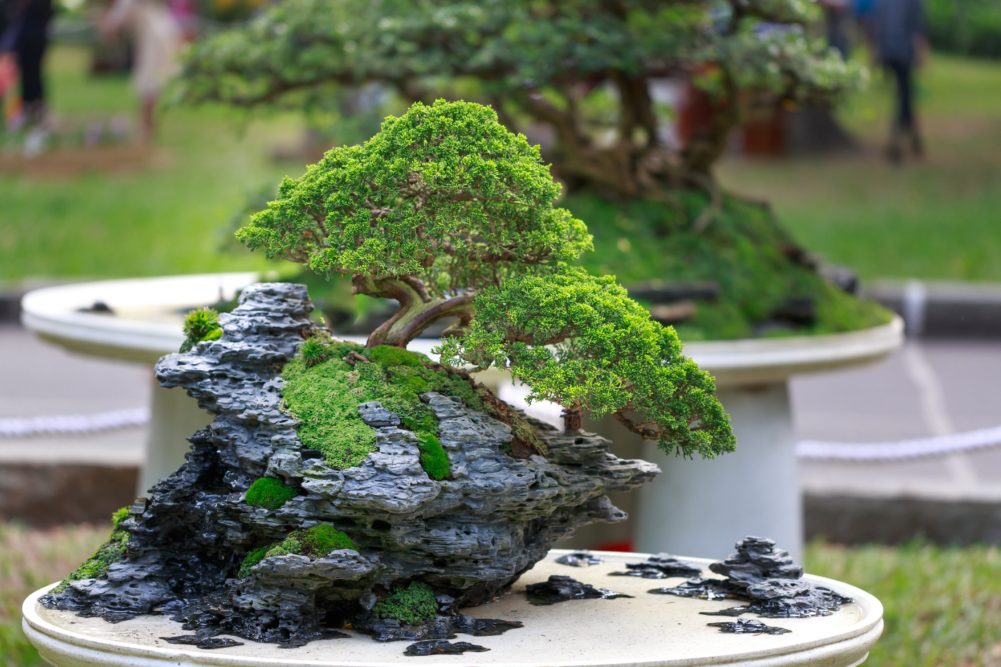 Traditional bonsai are kept outdoors though protected. They need ongoing care but show imperceptible changes from year to year even though they can be hundreds of years old. A project for a lifetime, and then some. QUANG NGUYEN VINH