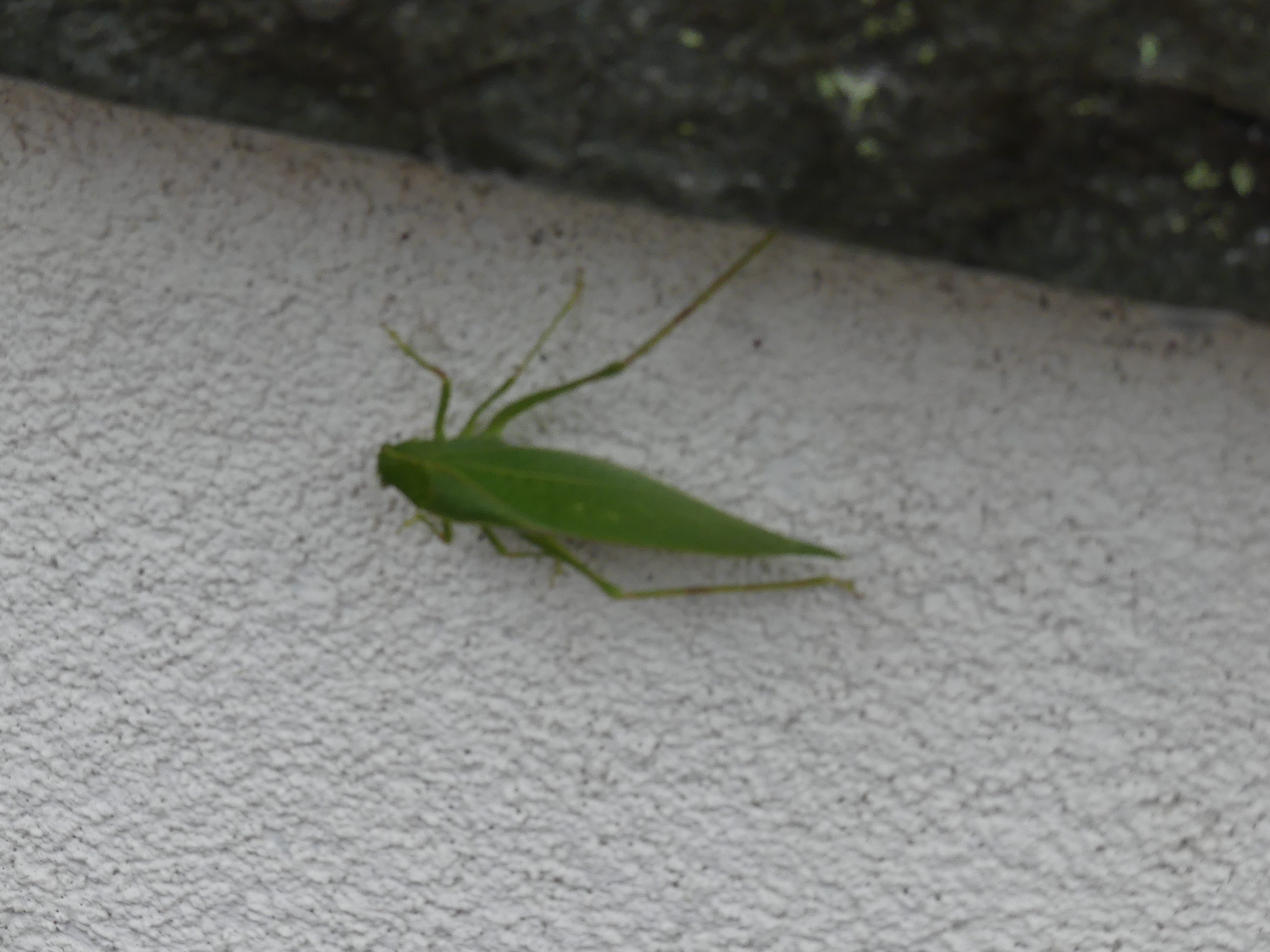 Several readers have reported seeing katydids on homes and walls and wondered if they were one of the invader insects discussed last week. They are not. They’re a variety of cricket that has just laid eggs and are at the end of their life cycle. ANDREW MESSINGER