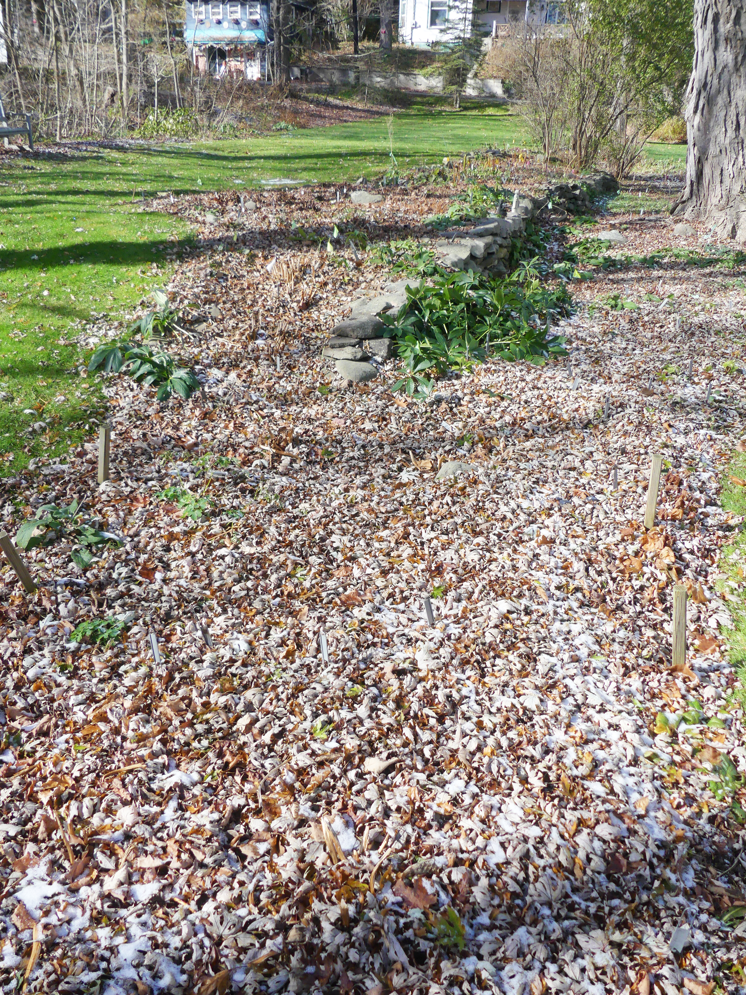 Once the garden is cleaned it can be lightly mulched with a 2-inch fluffy layer of maple leaves if available. These will insulate the garden from the sun but still retain some of the soil’s warmth. In late December, when the ground is frozen, a heavier mulch can be added for more protection. ANDREW MESSINGER