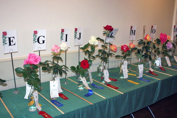 Some of the roses in the show.