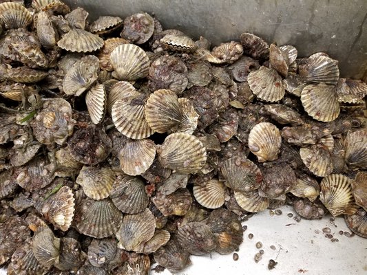 Scallop season opened up in the Town of Southampton on Monday. GREG WEHNER
