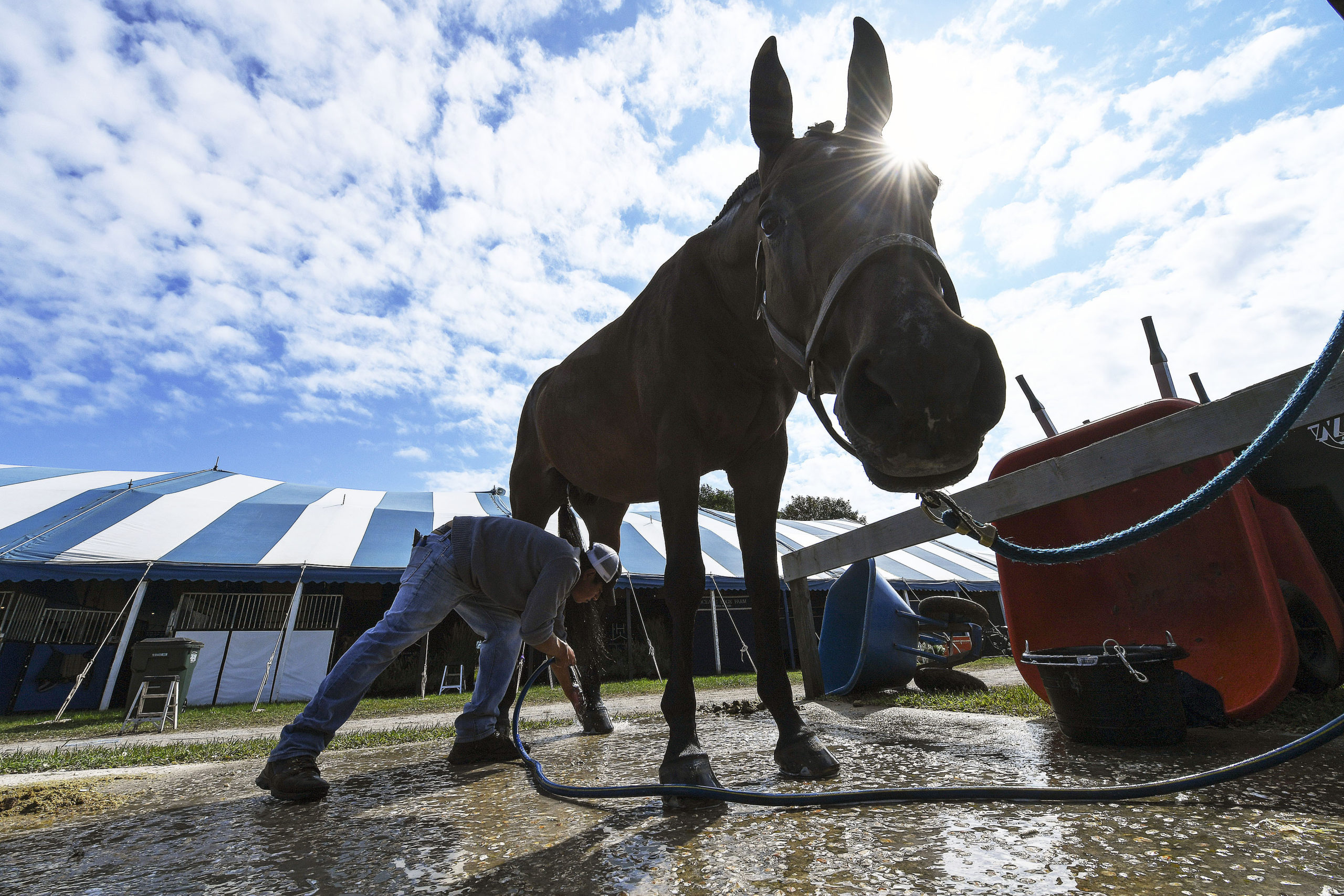 Getting Clean For The Classic 
August 29 -- Trip to Paris gets a nice washdown by a groom on Opening Day of the Hampton Classic in Bridgehampton. Anything you want to pull from this issue from the Hampton Classic.