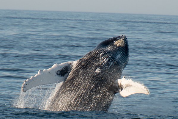 Humpback whales seen during CRESLI's August 2016 Great Sou