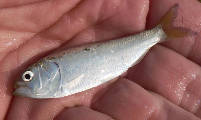Our bays and harbors have been chock full of schools of baitfish dominated by small 