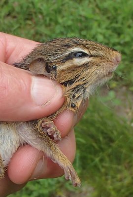 This otherwise healthy-looking chipmunk was easily caught; it may have been weakened by the number of ticks feeding on it. MIKE BOTTINI