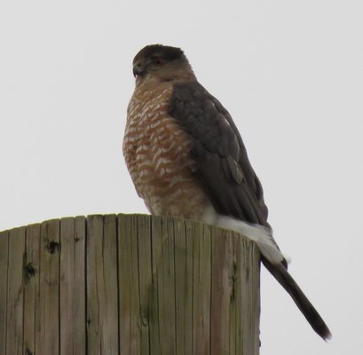 One of 15 Cooper's hawks seen last Saturday on the Montauk Count; a new record for this species JULIANA DURYEA