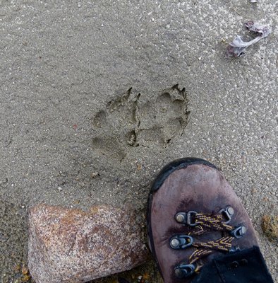 Coyote tracks on Fishers Island. JULIANA DURYEA