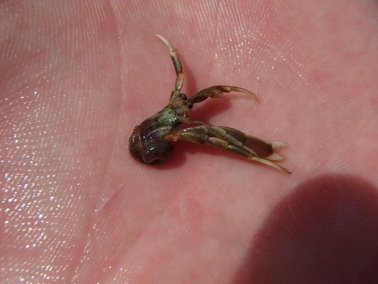 Many long-clawed hermit crabs were found without shells during last week's field trip. MIKE BOTTINI