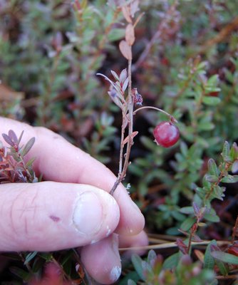 One of very few cranberries found in the Walking Dunes bog this month