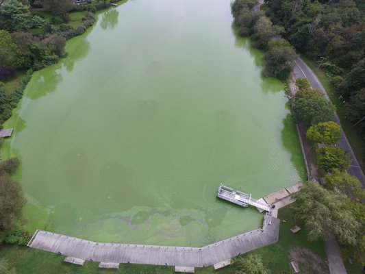 An aerial view of the blue-green algae bloom in Lake Agawam in Southampton Village on Monday.