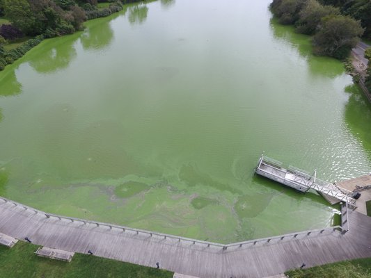An aerial view of the blue-green algae bloom in Lake Agawam in Southampton V