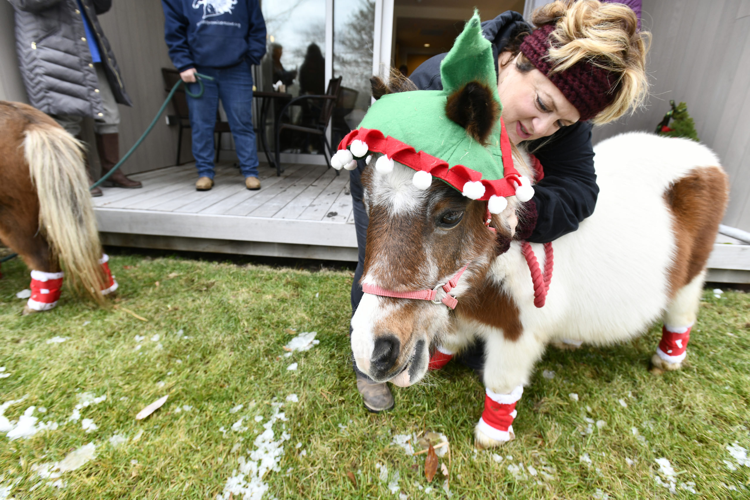Marisa Striano President and CEO of Spirit’s Promise Equine Rescue and Rehabilitation Program with the aptly named, Chritmas, the mini horse.   DANA SHAW