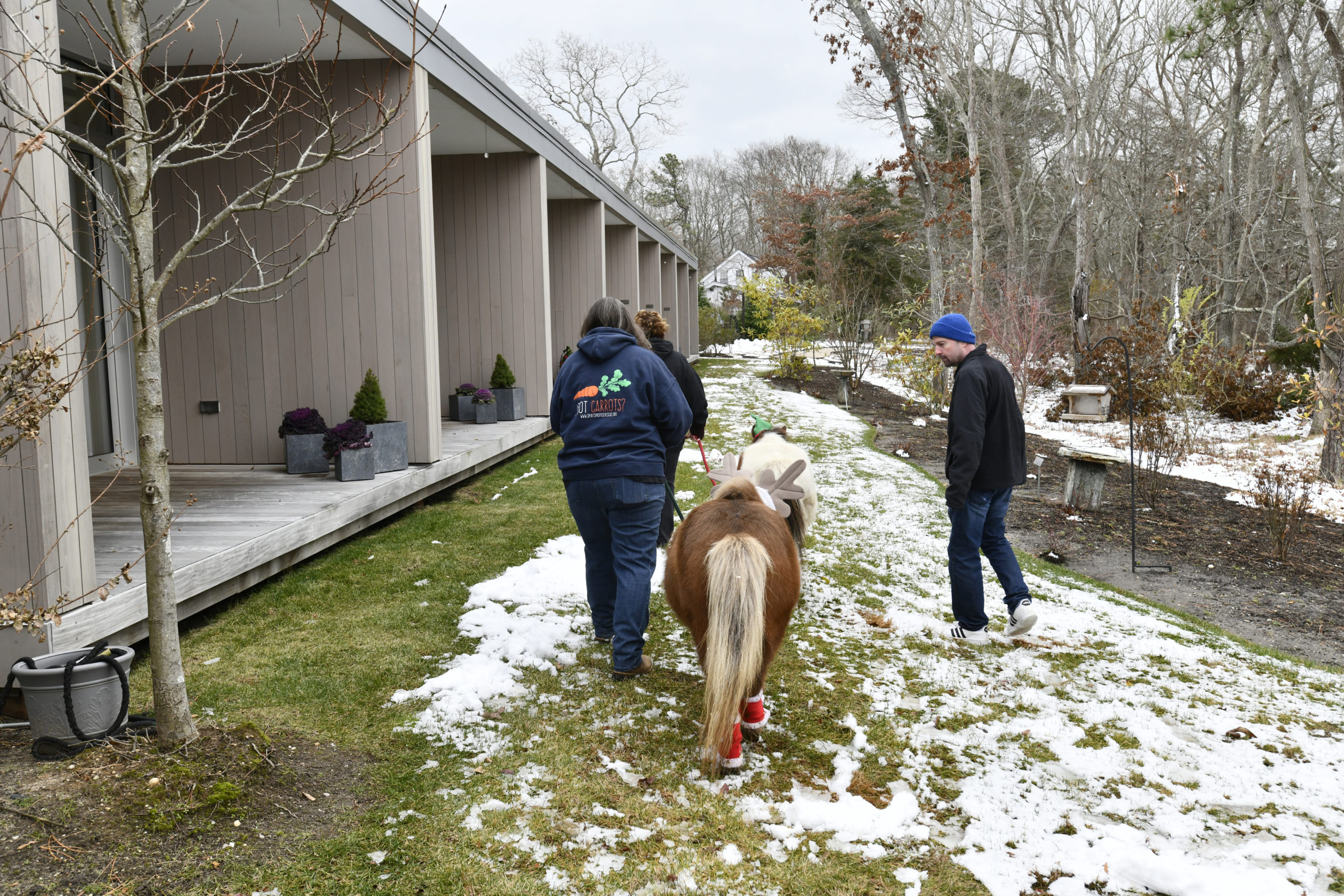Mini horses Sweetie and Christmas from Spirit’s Promise Equine Rescue and Rehabilitation Program in Riverhead paid a visit to Daniel Byrne at the East End Hospice Kanas Center for Hospice Care in Westhampton Beach last week. DANA SHAW