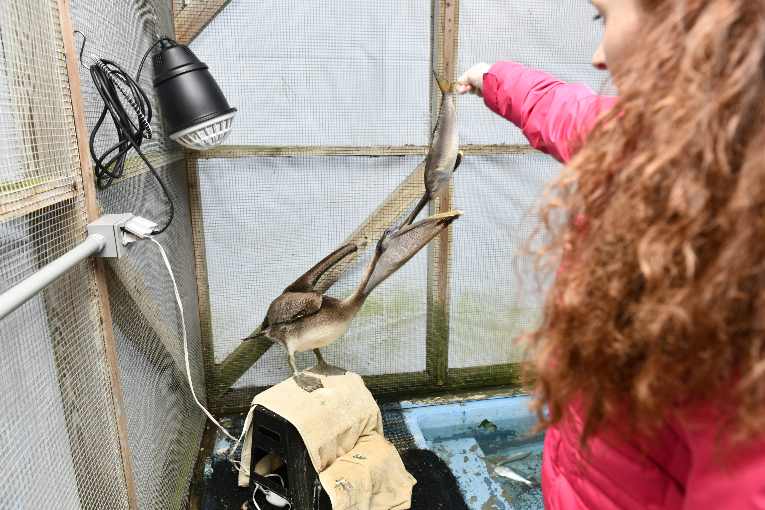 Wildlife rehab staffer Adrienne Gillespie feeds one of the rescued pelicans at the Evelyn Alexander Wildlife Rescue Center on Thursday afternoon.  DANA SHAW