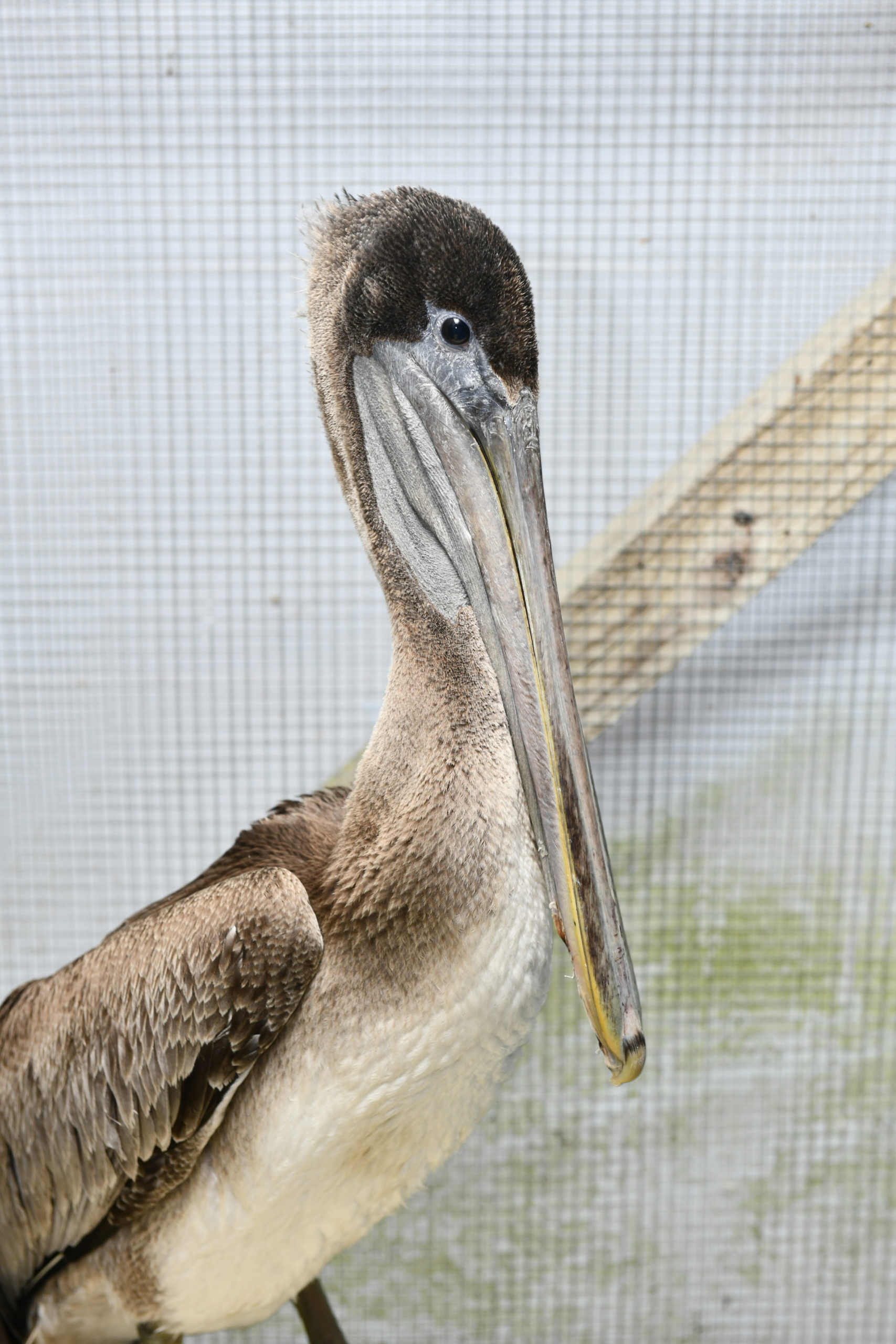 One of the brown pelicans that were rescued in Montauk recuperates at the Evelyn Alexander Wildlife Rescue Center in Hampton Bays on Thursday. DANA SHAW