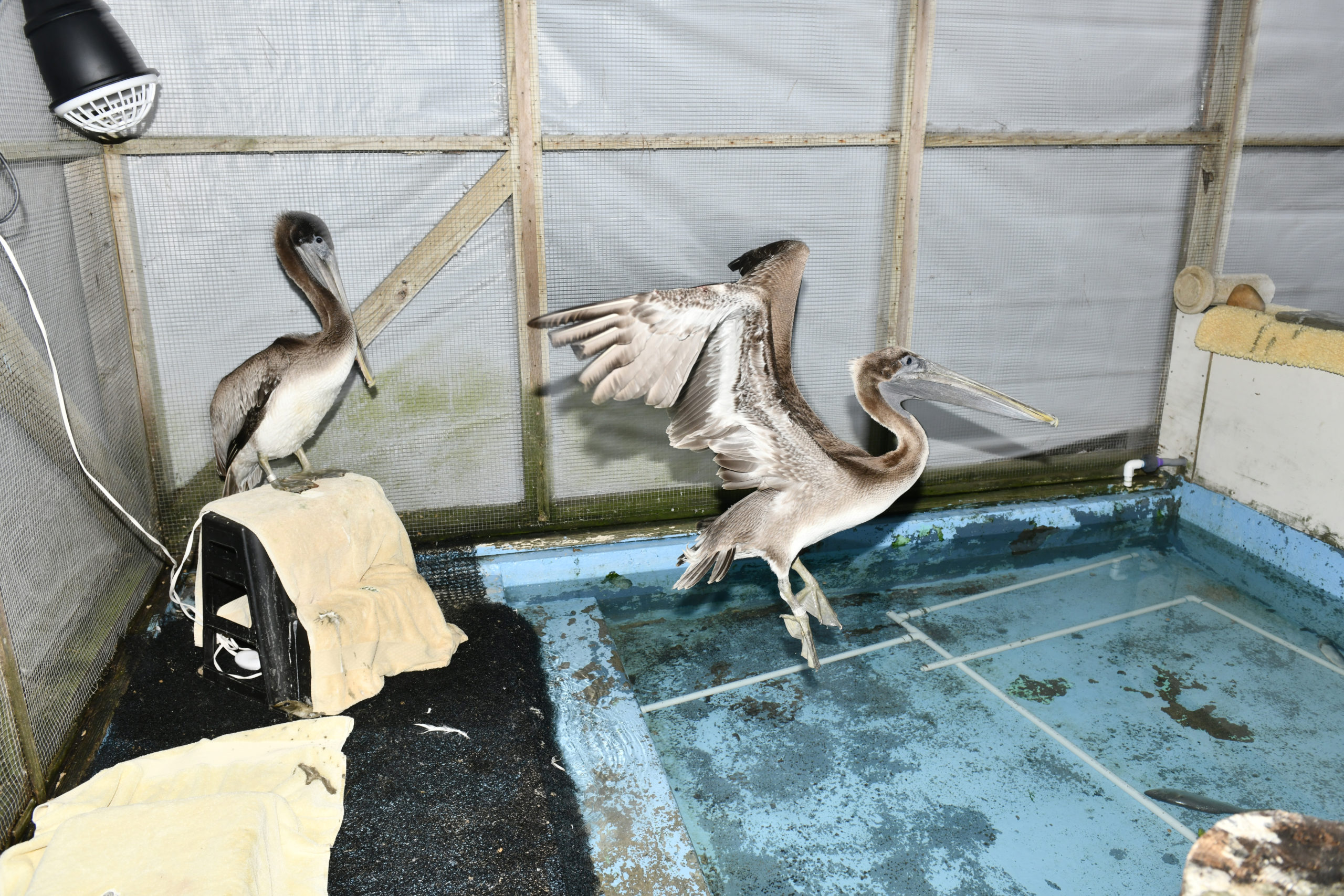 The two brown pelicans that were rescued in Montauk are recuperating at the Evelyn Alexander Wildlife Rescue Center in Hampton Bays.   DANA SHAW