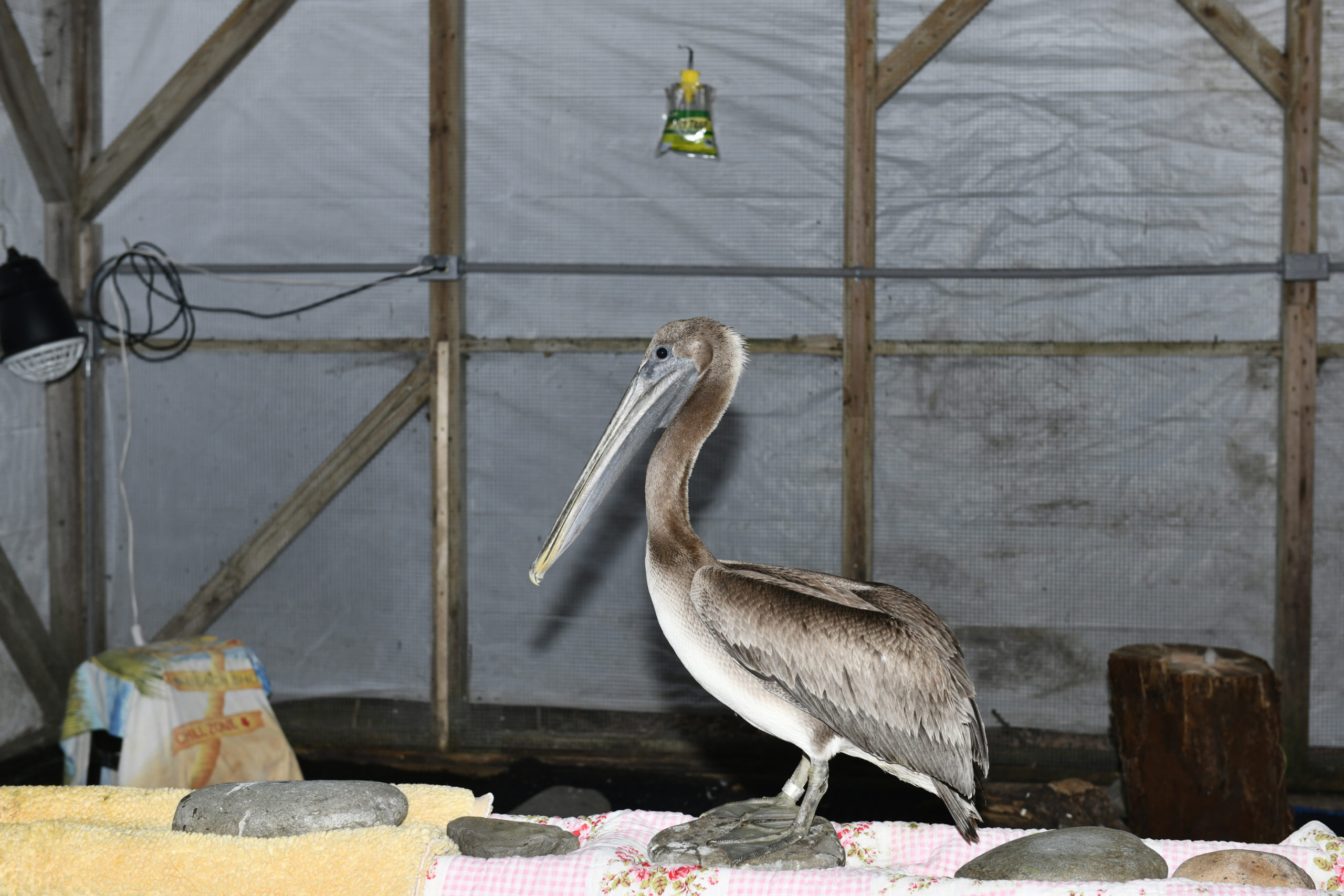 One of the brown pelicans that were rescued in Montauk recuperates at the Evelyn Alexander Wildlife Rescue Center in Hampton Bays on Thursday. DANA SHAW