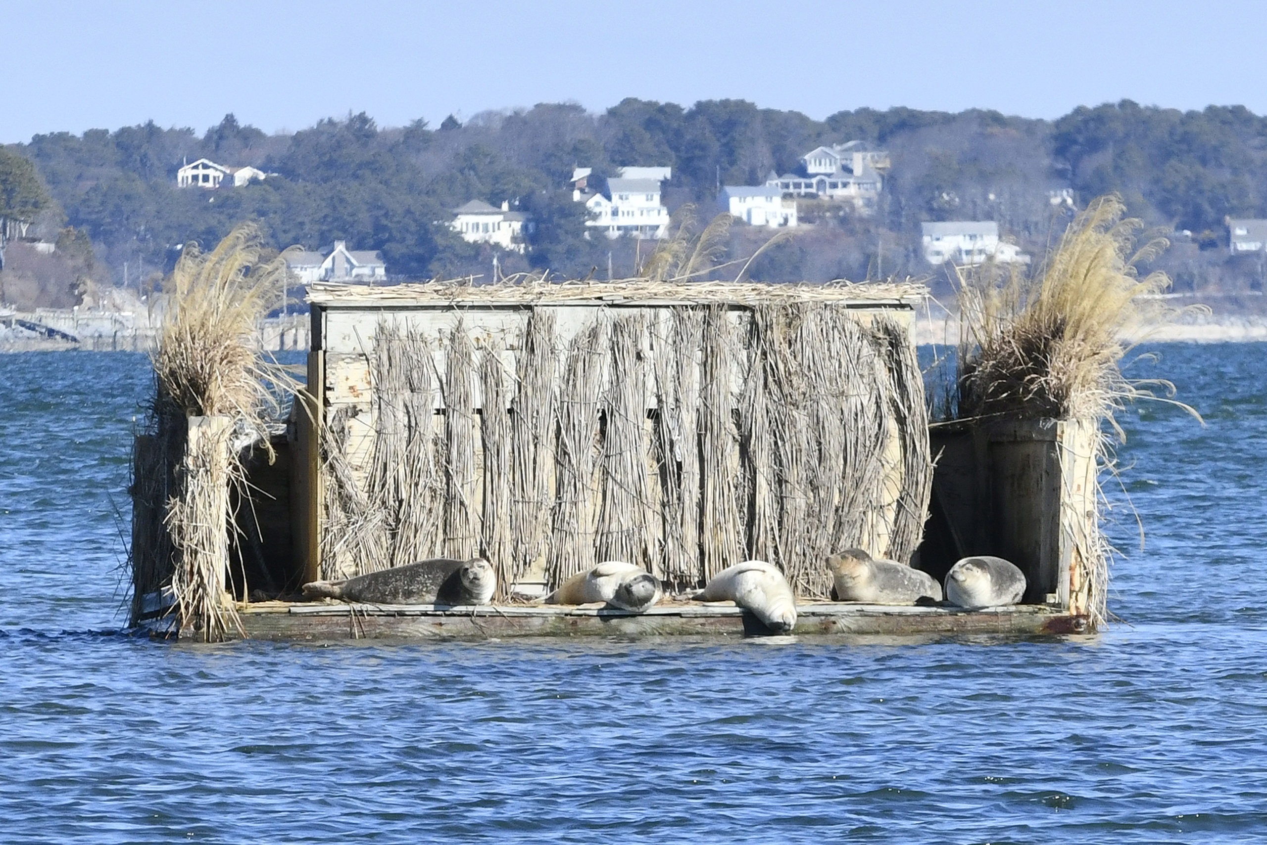 The Sunny Side Of The Blind 
February 28 -- Harbor seals take advantage of a sunny day by basking on a duck blind in Shinnecock Bay in Hampton Bays.