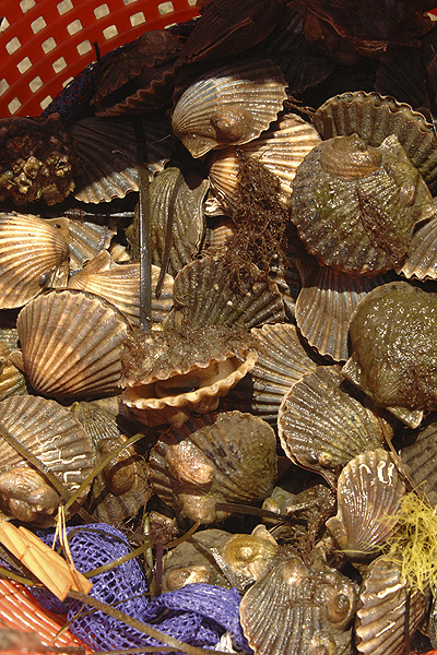 Scallops during last year's harvest.   DANA SHAW