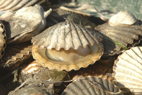  the forecast for scallops looks good this year.  DANA SHAW