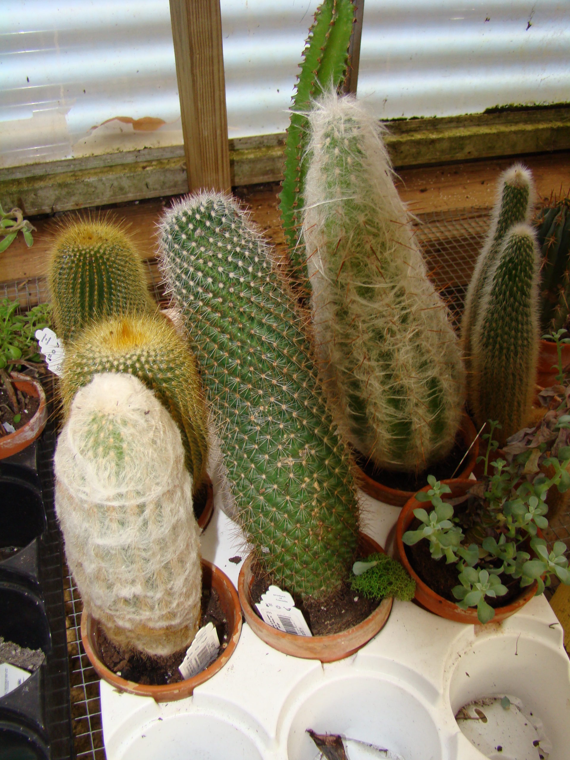 Local garden centers have several varieties of cacti to choose from. There are seven varieties here. The lower right is a succulent, but not a cacti. These are all in small clay pots and would make great holiday gifts (careful wrapping) or collection additions.