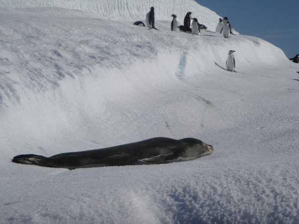  during one of the ten trips he has taken to Antarctica in recent years to study the feeding of whales on tiny marine organisms known as krill.