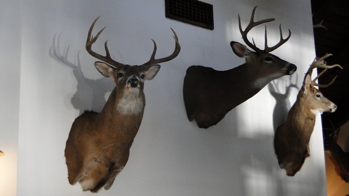 Dash Marder's deer mounts adorned the walls at East Hampton Point in Springs on Sunday for his tribute. COLLEEN REYNOLDS