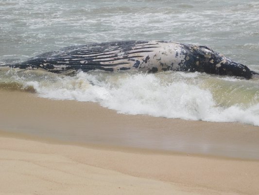 A dead humpback whale washed up at Napeague on Thursday.                           ELIZABETH VESPE