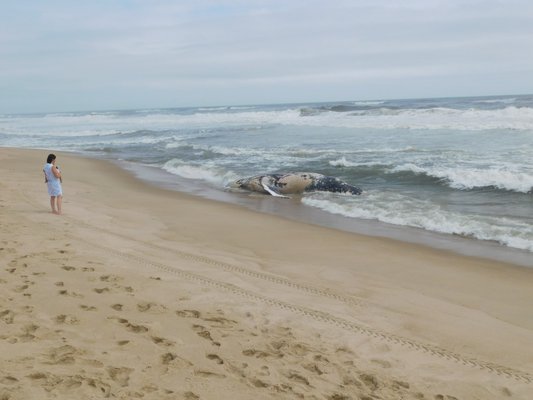 A dead humpback whale washed up at Napeague on Thursday. ELIZABETH VESPE