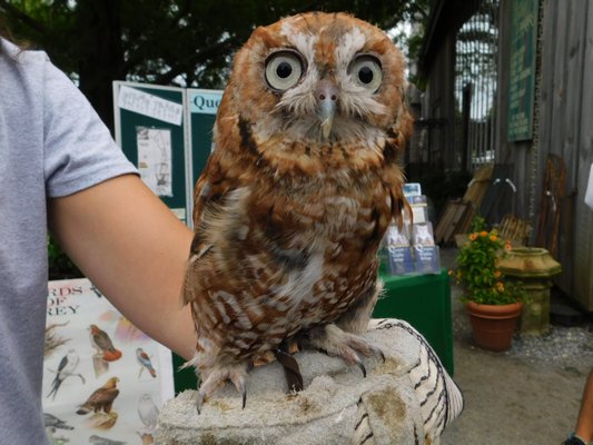 Quogue Wildlife Refuge's Birds of Prey visited Marders on Sunday. Cara Fernandes