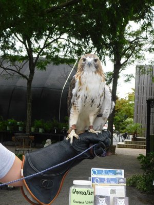 Quogue Wildlife Refuge's Birds of Prey visited Marders on Sunday. Cara Fernandes