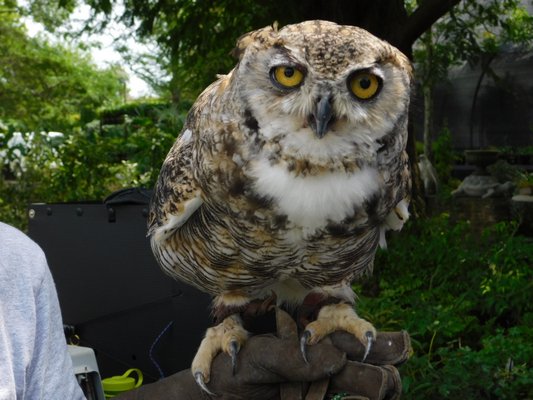  handled the birds and gave an educational talk about conservation. ELIZABETH VESPE