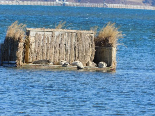 The Young Birders Club was pleased to see Harbor Seals relaxing on a duck blind on Saturday.   ELIZABETH VESPE