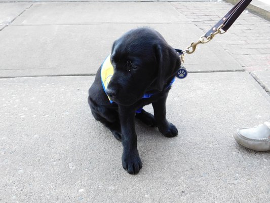  a service dog in training.