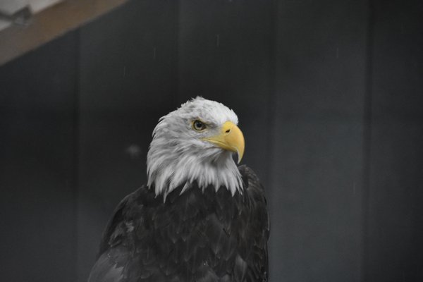 Quogue Wildlife Refuge's 31 year old bald eagle who was shot decades ago. CHRIS PERAINO