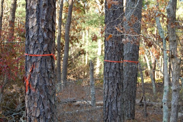 A collection of marked trees infested with southern pine beetles near Swamp Road. JON WINKLER