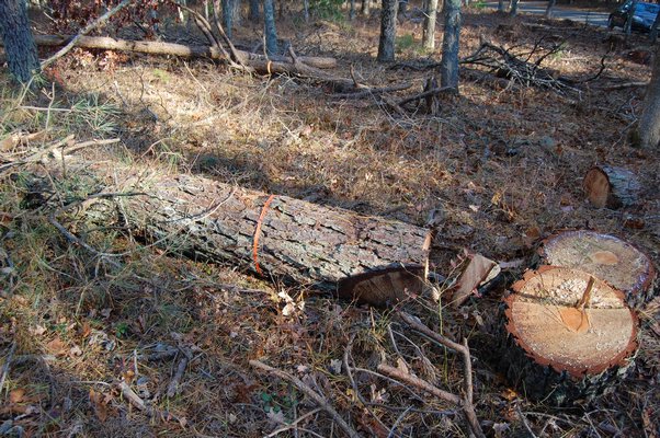 A marked tree near Swamp Road that was chopped down after being identified as infested with southern pine beetles. JON WINKLER