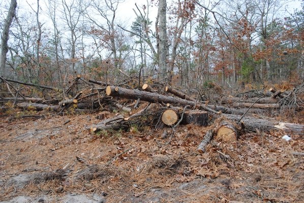 Trees along Red Creek Road in Hampton Bays that were killed by the southern pine beetle. AMANDA BERNOCCO