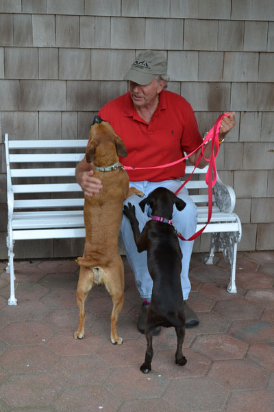 Southampton Animal Shelter Foundation Board President Jonathan McCann watches puppy mill rescue dog Sadie play with a fellow puppy outside the Southampton Animal Shelter in Hampton Bays.