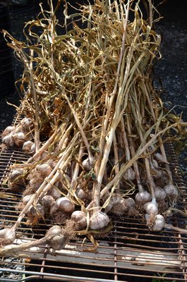 Garlic needs to dry and cure before it’s used. This can be done in a dry room or garage where the humidity stays below 50 percent at 80 degrees for at least four weeks. These bulbs are drying on wire racks set 2 feet off the floor. ANDREW MESSINGER