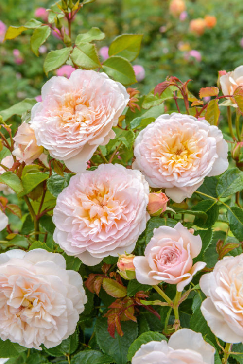 Though David Austin passed away in 2018, we will be fortunate to have his roses and new introductions into the next decade. This English Rose, Emily Bronte, is one of Austin’s 2020 introductions growing 4 feet tall and nearly as wide, with each flower having up to 100 petals. It’s named after the English author of “Wuthering Heights.”
